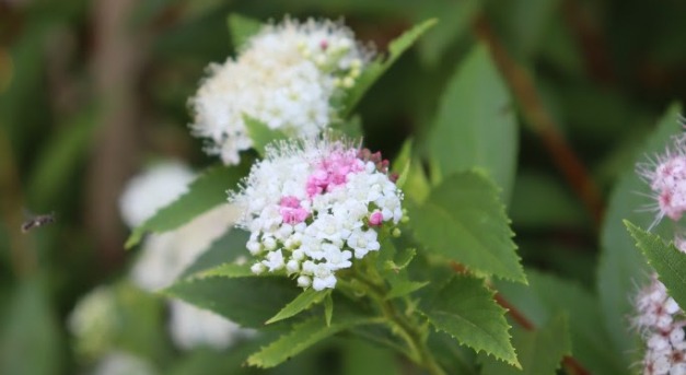 Szárazságtűrő növények: a japán gyöngyvessző